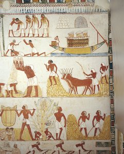 Egitto, Tebe, Luxor, Sheikh 