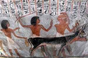 Antichità egizia: personaggi che conducono teste di bestiame. Dipinto della Tomba di Roy (TT255). XVIII dinastia. Dalla riva occidentale di Luxor, Egitto da Egyptian 18th Dynasty