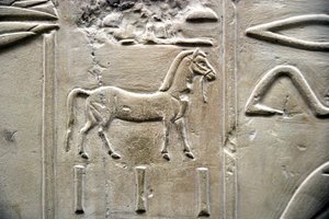 Antichità egizia: rappresentazione di un cavallo. Bassorilievo della Tomba del Visir Ramose (XVIII dinastia). Luxor, Tebe, Valle dei Nobili Egitto