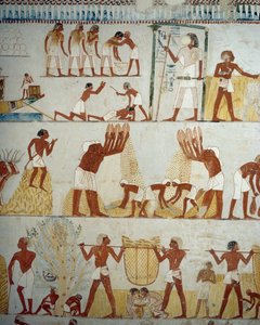Raccolta del raccolto, trebbiatura e ventilazione del grano (dettaglio), affreschi nel vestibolo della Tomba di Menna, Necropoli di Sheikh Abd el Qurnah, Luxor, Tebe (Lista del Patrimonio Mondiale Unesco) da Egyptian 18th Dynasty