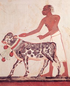 Contadino che conduce una mucca al sacrificio, dalla Tomba di Menna (affresco) da Egyptian 18th Dynasty