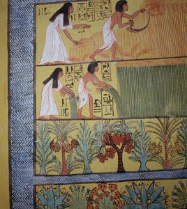 Dettaglio di una scena di raccolto sulla parete est, dalla Tomba di Sennedjem da Egyptian 19th Dynasty