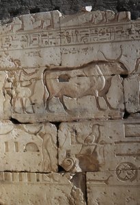 Rilievo, Tempio di Ramses II, Abido, Egitto, civiltà egizia, Nuovo Regno, Dinastia XIX da Egyptian 19th Dynasty