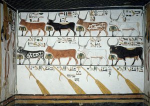 Sette vacche celesti, toro marito e quattro remi, capitolo 148 del Libro dei Morti (dettaglio), affreschi nella seconda camera della Tomba di Nefertari, Valle delle Regine, Luxor, Tebe. Civiltà egizia, Nuovo Regno, Dinastia XIX da Egyptian 19th Dynasty
