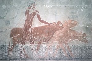 Bovini che attraversano un canale nella Cappella Mastaba di Ti, Antico Regno