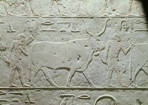 Mandriano che guida un toro, dettaglio dalla Mastaba di Akhethotep, da Saqqara, Antico Regno, c.2500 a.C.