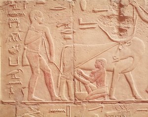 Rilievo raffigurante un uomo che munge una mucca, dalla Mastaba di Kagemni, Antico Regno (calcare dipinto)