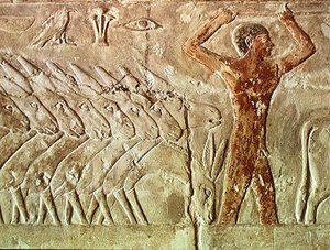 Truppa di asini, dalla Mastaba di Mereruka, Antico Regno