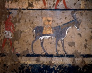 Antichità egizia: il trasporto del grano sul dorso di un mulo da Egyptian Egyptian