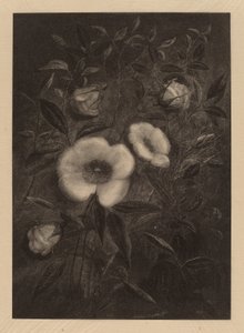 Rose Selvatiche da Elbridge Kingsley