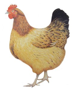 Pollo, 2012 (acquerello e matita su carta)