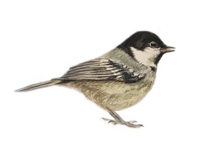 Coal Tit, 2019 (acquerello e matita) da Eleanor Grafton