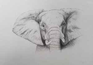 Elefante, 2011 (acquerello e matita su carta) da Eleanor Grafton