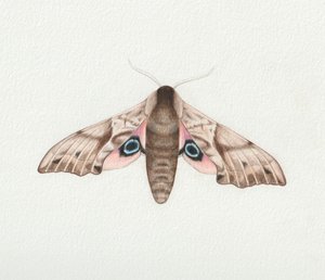 Falena dagli occhi di falco, 2023 (acquerello) da Eleanor Grafton