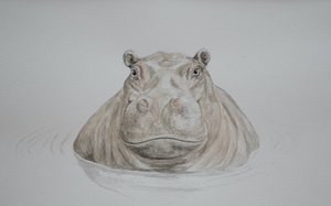 Ippopotamo, 2021 (acquerello)