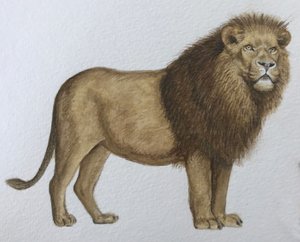 Leone, 2019 (acquerello e matita)