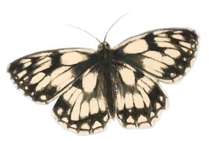 Farfalla bianca marmorizzata, 2019 (acquerello e matita)