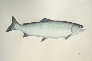 Salmone, 2013 (acquerello e matita)