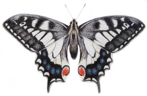 Coda di rondine, 2012 (acquerello e matita)