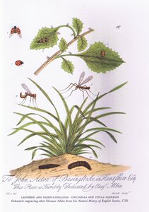 Coccinella e papà gambe lunghe: Coccinella e Tipula Oleracea (litografia a colori) da Eleazar (after) Albin