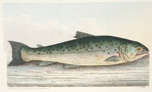 Trota salmonata da Berwick on Tweed, da Un trattato sui pesci e sugli stagni, pub. 1832 da Eleazar Albin