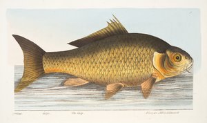 La carpa, da Un trattato sui pesci e sugli stagni, pub. 1832 da Eleazar Albin