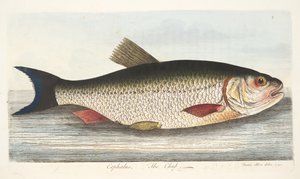 Il cavedano, da Un trattato sui pesci e sugli stagni, pub. 1832 da Eleazar Albin