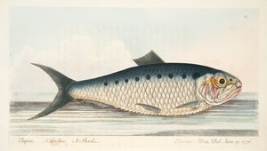 Lo shad, da Un trattato sui pesci e sugli stagni, pub. 1832 da Eleazar Albin