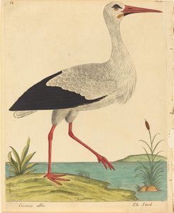 La cicogna Ciconia Alba, pubblicato 1731-1738