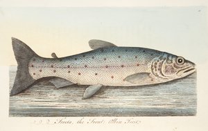 La trota, da Un trattato sui pesci e sugli stagni, pub. 1832 da Eleazar Albin