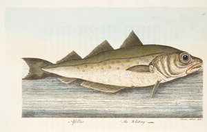 Il merlano, da Un trattato sui pesci e sugli stagni, pub. 1832 da Eleazar Albin