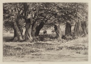 Un Gruppo di Salici da Eleazer Hutchinson Miller