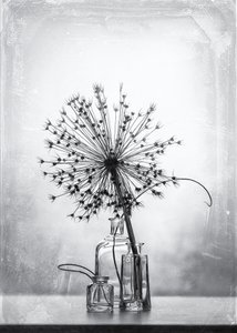 Studio botanico monocromatico da Eleonora Grigorjeva