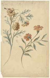 Studio di fiori di un fiore rosso e uno marrone