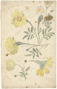 Studi di fiori di tagete