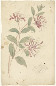 Caprifoglio da Elias van Nijmegen