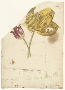 Studio di due tulipani