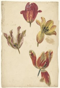 Studi di quattro tulipani da Elias van Nijmegen