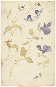 Studi di fiori viola e blu