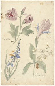 Studi di fiori tra cui un
