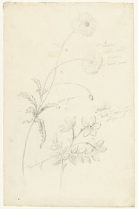 Studi di papavero e gelsomino da Elias van Nijmegen