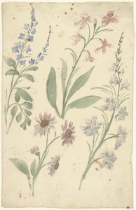 Quattro studi di fiori rosa e blu