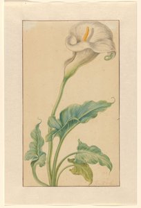 Calla bianca da Elias van den Broeck (signed by artist)