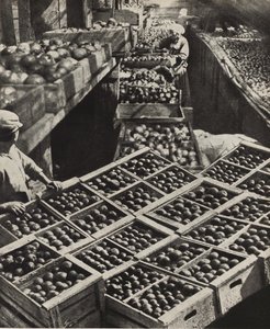 Il Giardiniere Rosso collettivo agricolo. Illustrazione da L