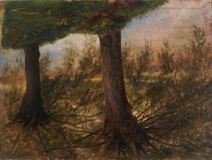 Alberi accanto a un ruscello