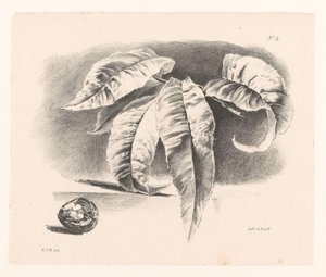 Foglie e noce da Elise Therèse Daiwaille