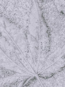 Dettaglio foglia smerigliata da Elizabeth Allen