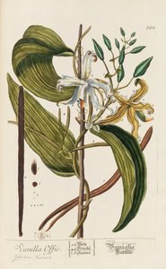 Herbarium Blackwellianum emendatum et auctum da Elizabeth Blachrie Blackwell