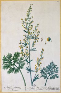 Assenzio, tavola da 