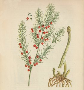 Asparagi, 1947